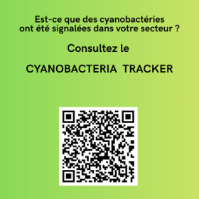 Surveillance estivale des cyanobactéries dans la baie Missisquoi