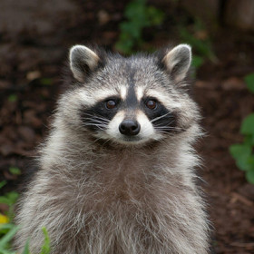 Mesure d'interdiction de déplacement des animaux